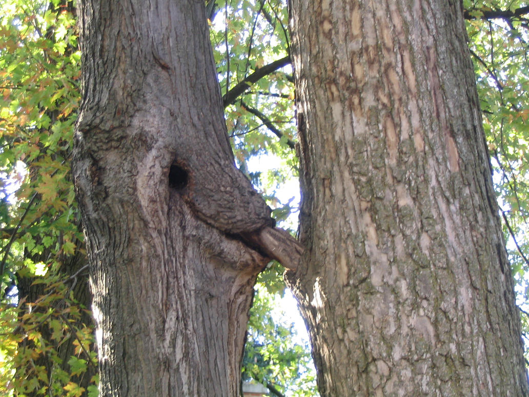 Trees Sex 112