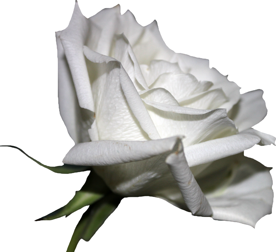 white_rose_01_png_by_thy_darkest_hour-d619y47.png