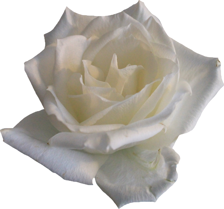 white_rose_02_png_by_thy_darkest_hour-d619o8r.png