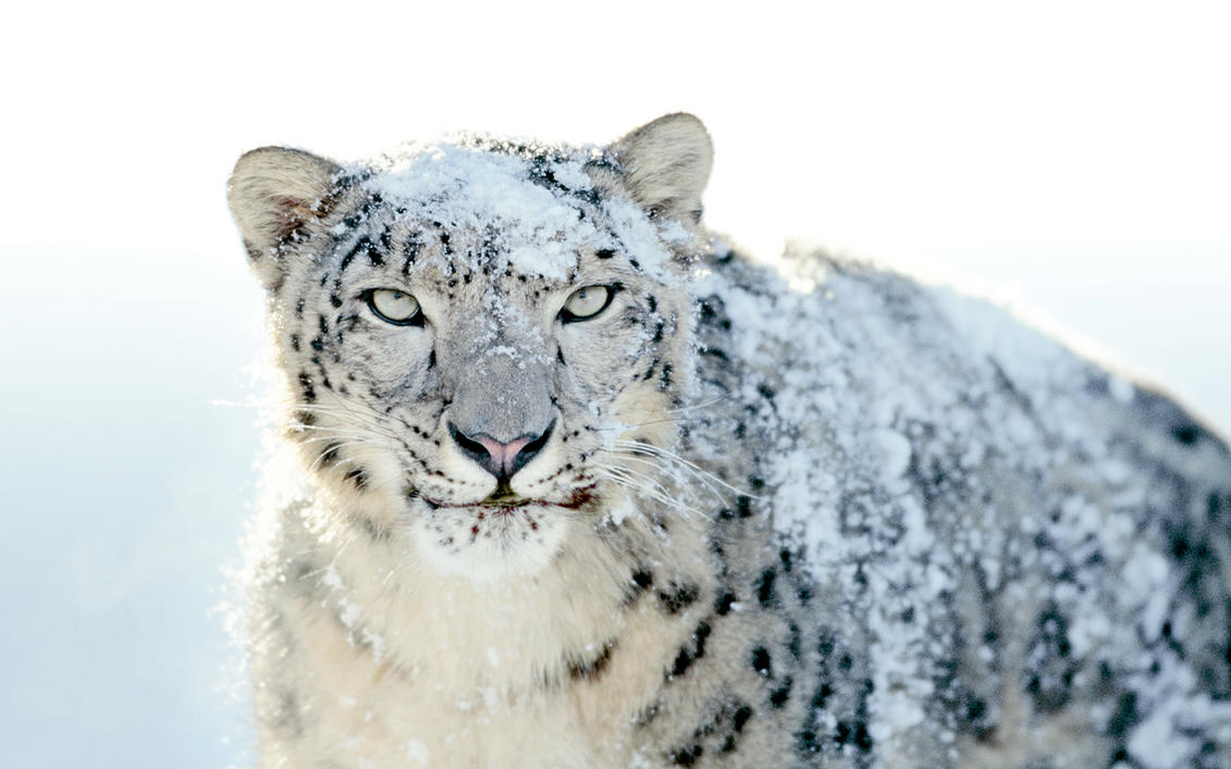 Mac os x snow leopard HD Wallpaper > Mac os x papel de parede HD 1600x