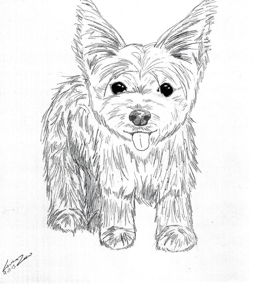 yorkie puppies coloring pages - photo #9
