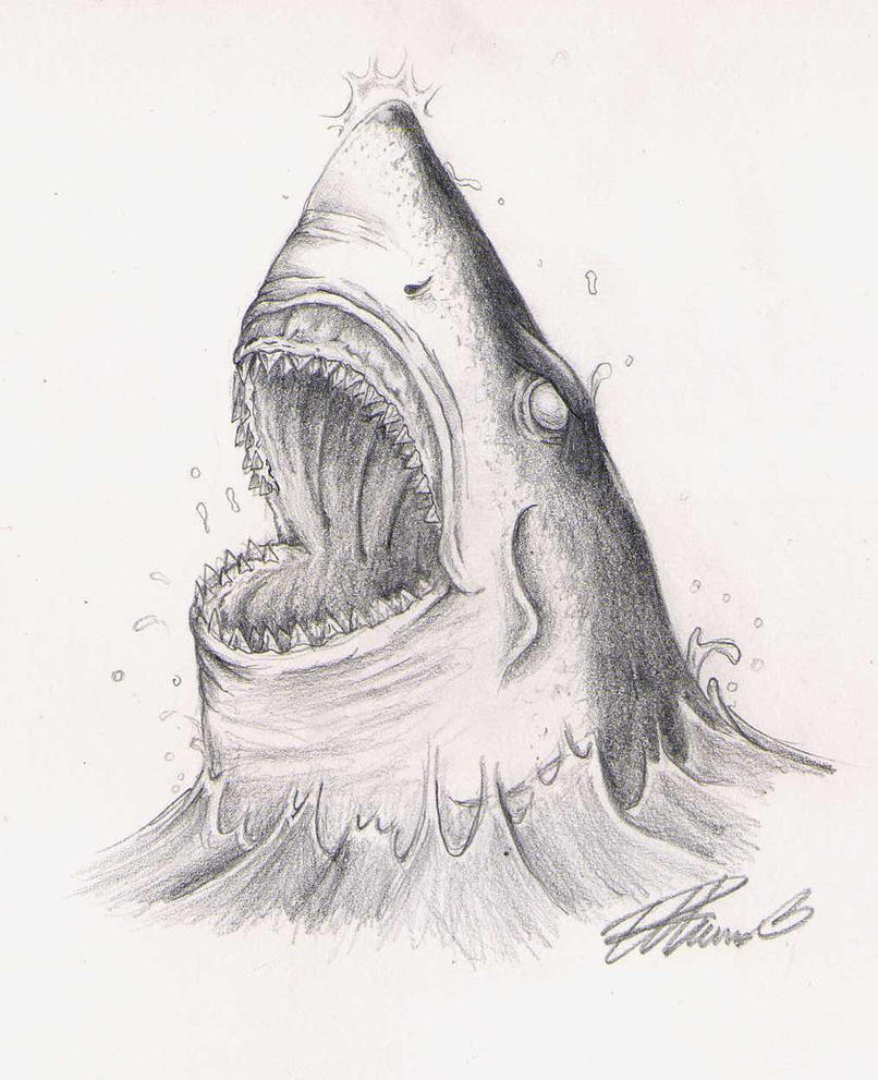 Shark head sketch by sK3tch75 on DeviantArt