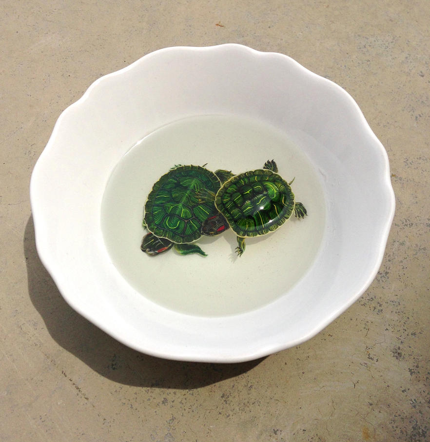 Turtles by kenglye