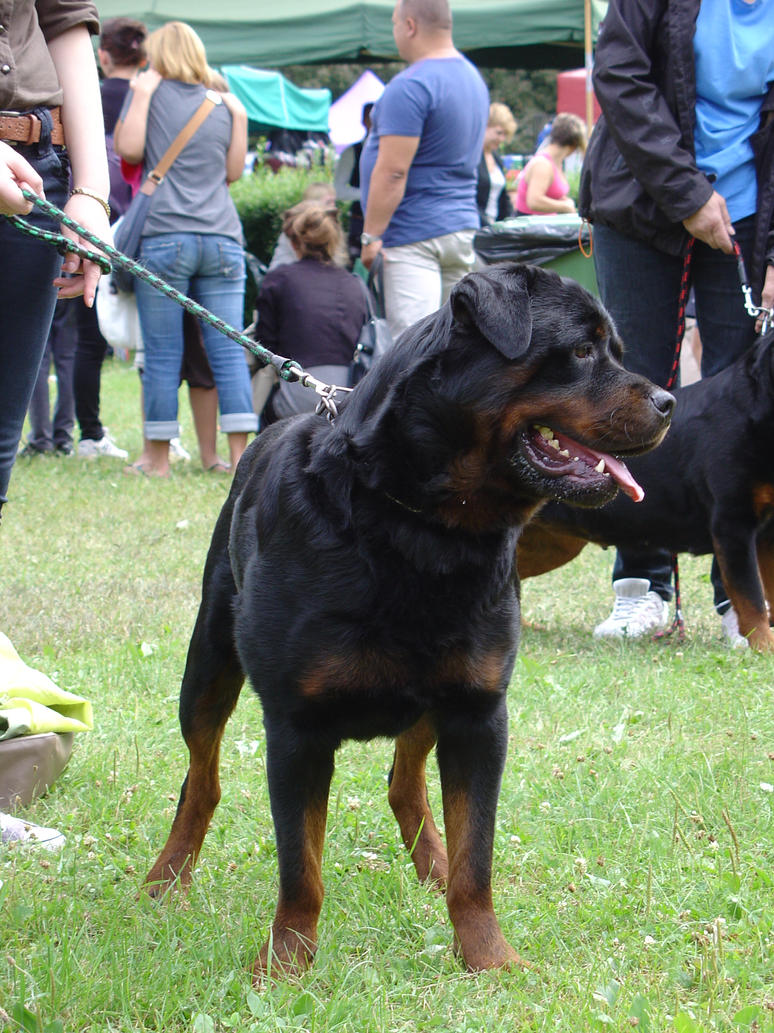 Rasy psów: Rottweiler | Psia Rada: Encyklopedia o psach